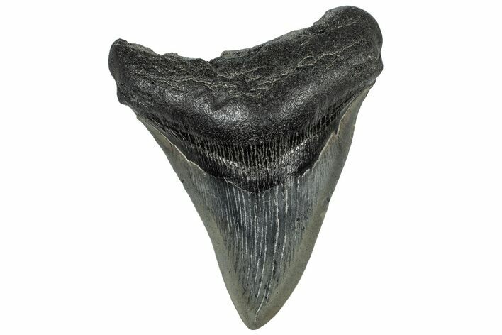 Serrated, Fossil Megalodon Tooth - South Carolina #310049